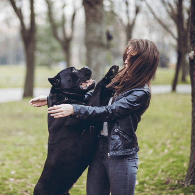 Adestramento de cães: ensine seu cachorro a não pular nas pessoas