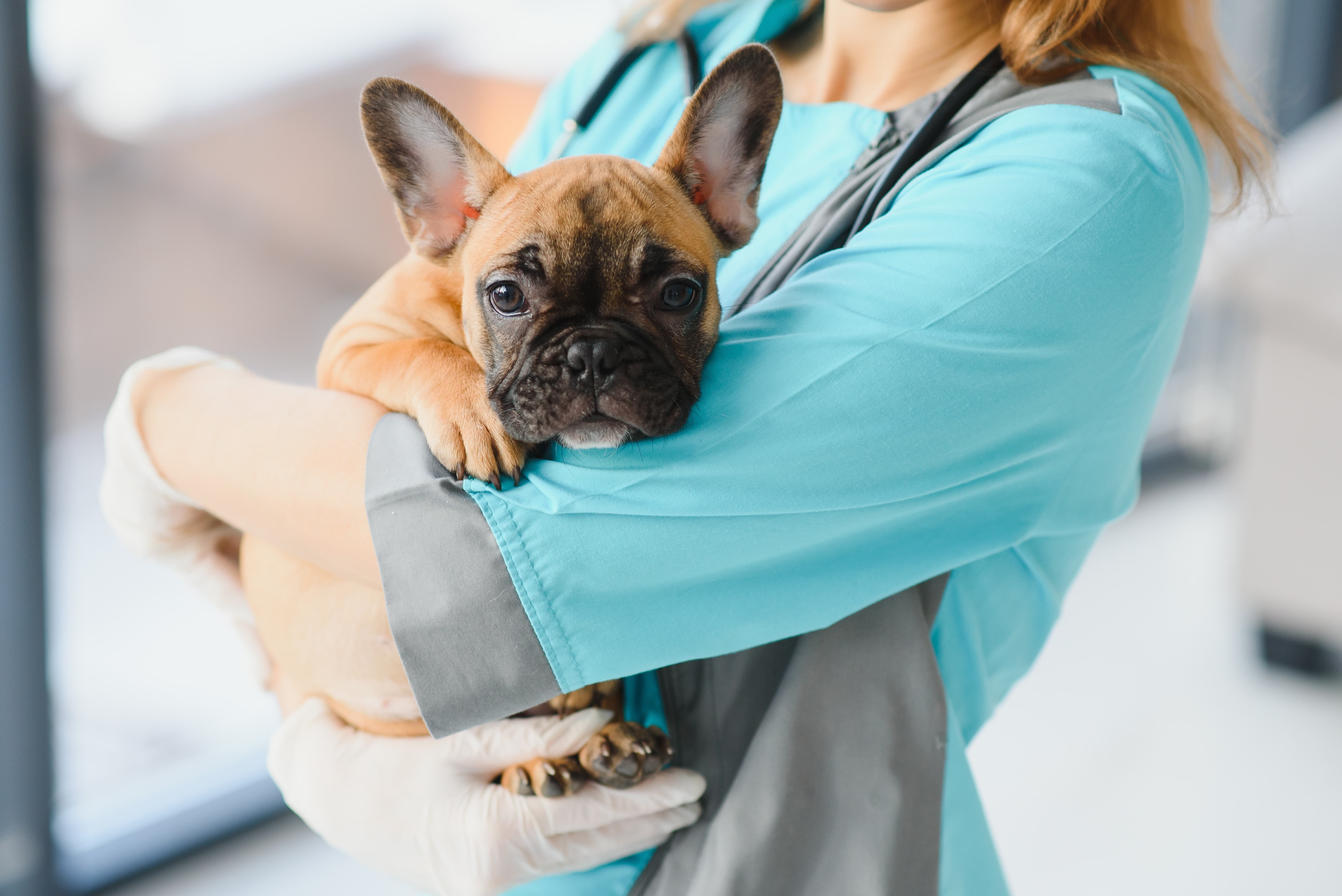Imagem de um filhote de bulldog caramelo e preto no colo de uma veterinária vestindo uniforme e estetoscópio no pescoço, com a cabeça apoiada em seu braço.