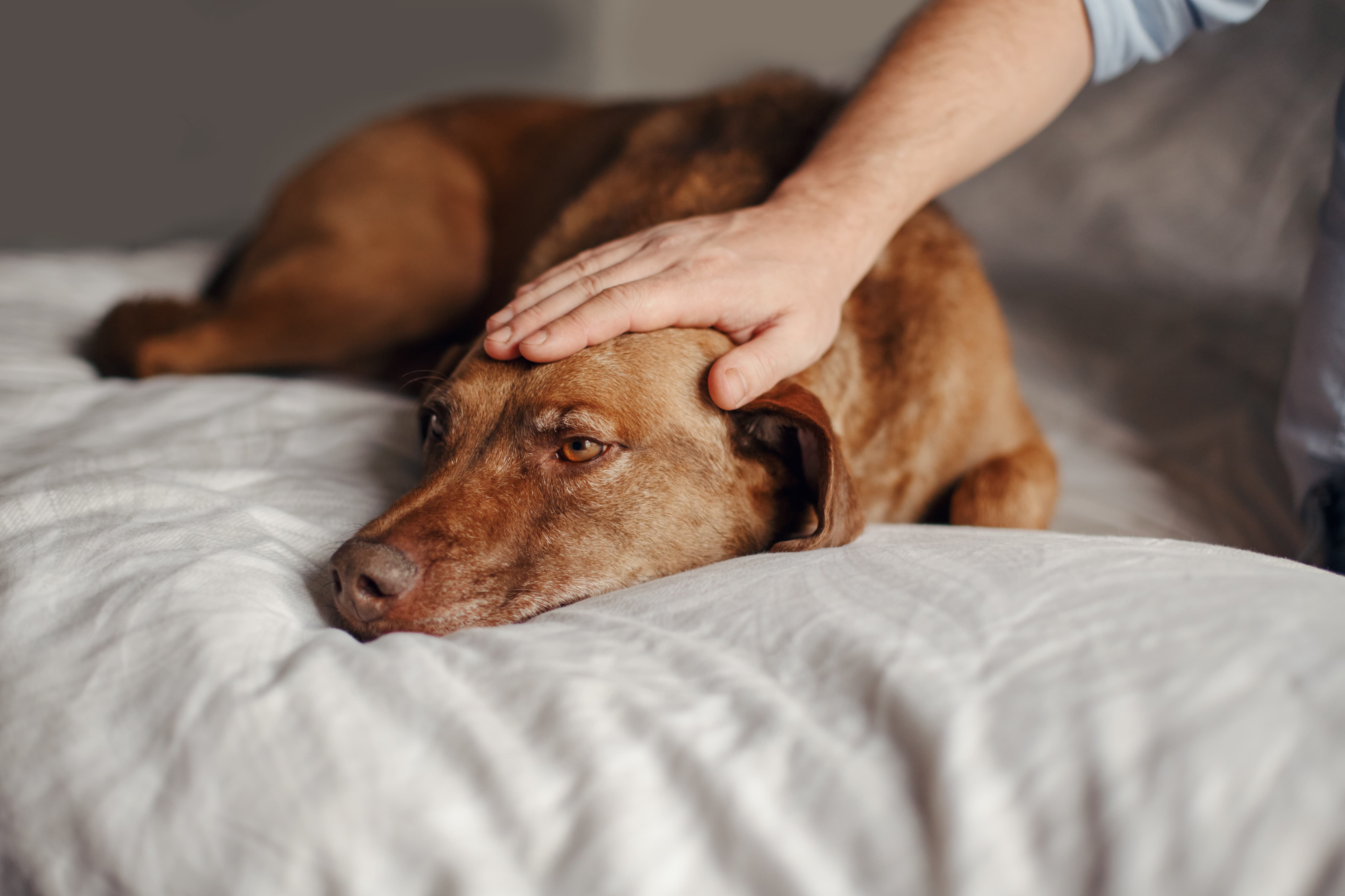 Imagem de um cachorro marrom deitado sobre uma cama, com a cabeça abaixada e seu tutor com uma mão sobre sua cabeça.