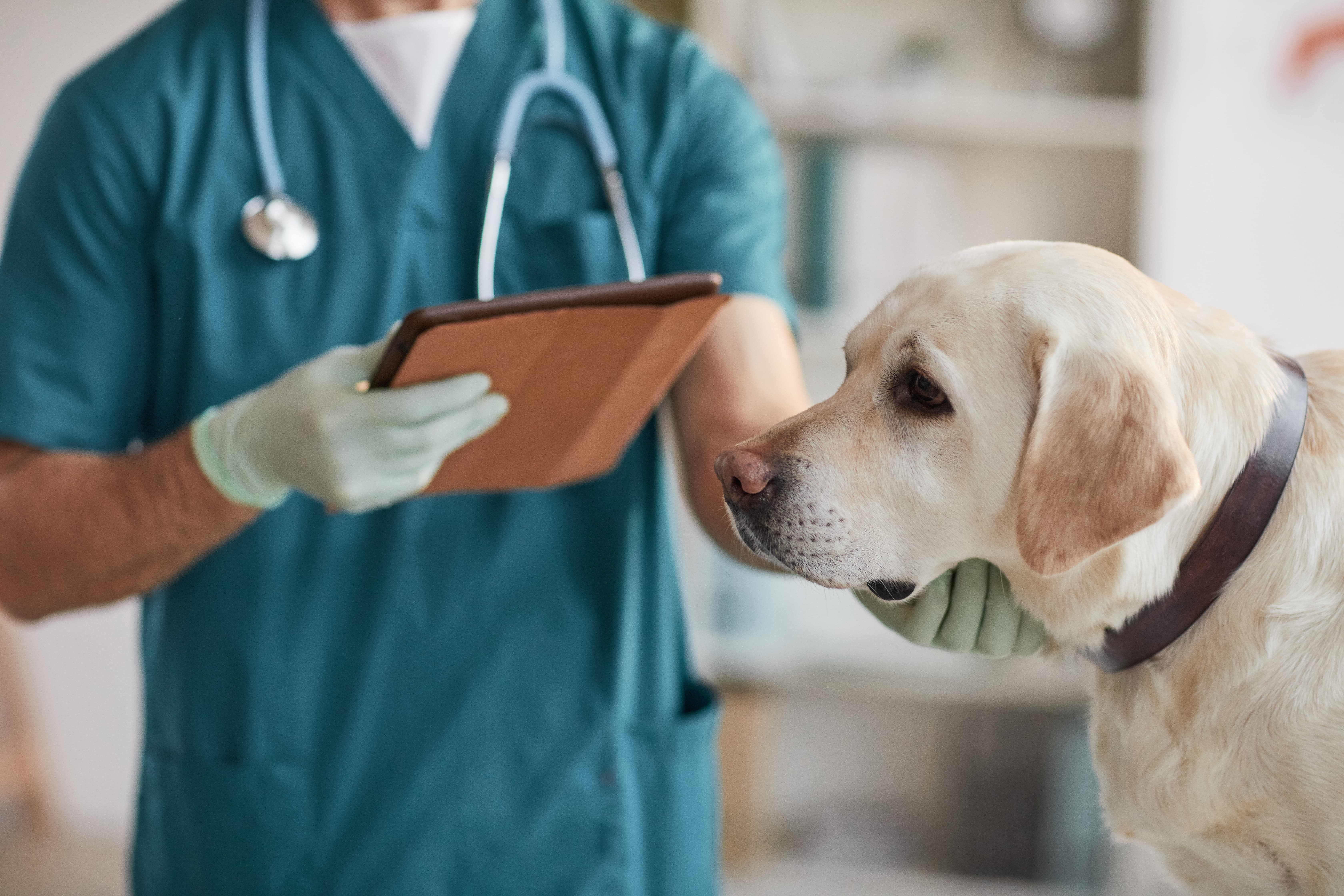 Imagem de um labrador branco com uma coleira marrom ao lado de um médico veterinário. O veterinário segura um estetoscópio, uma prancheta em uma mão e tem a outra apoiada no pescoço do cachorro.