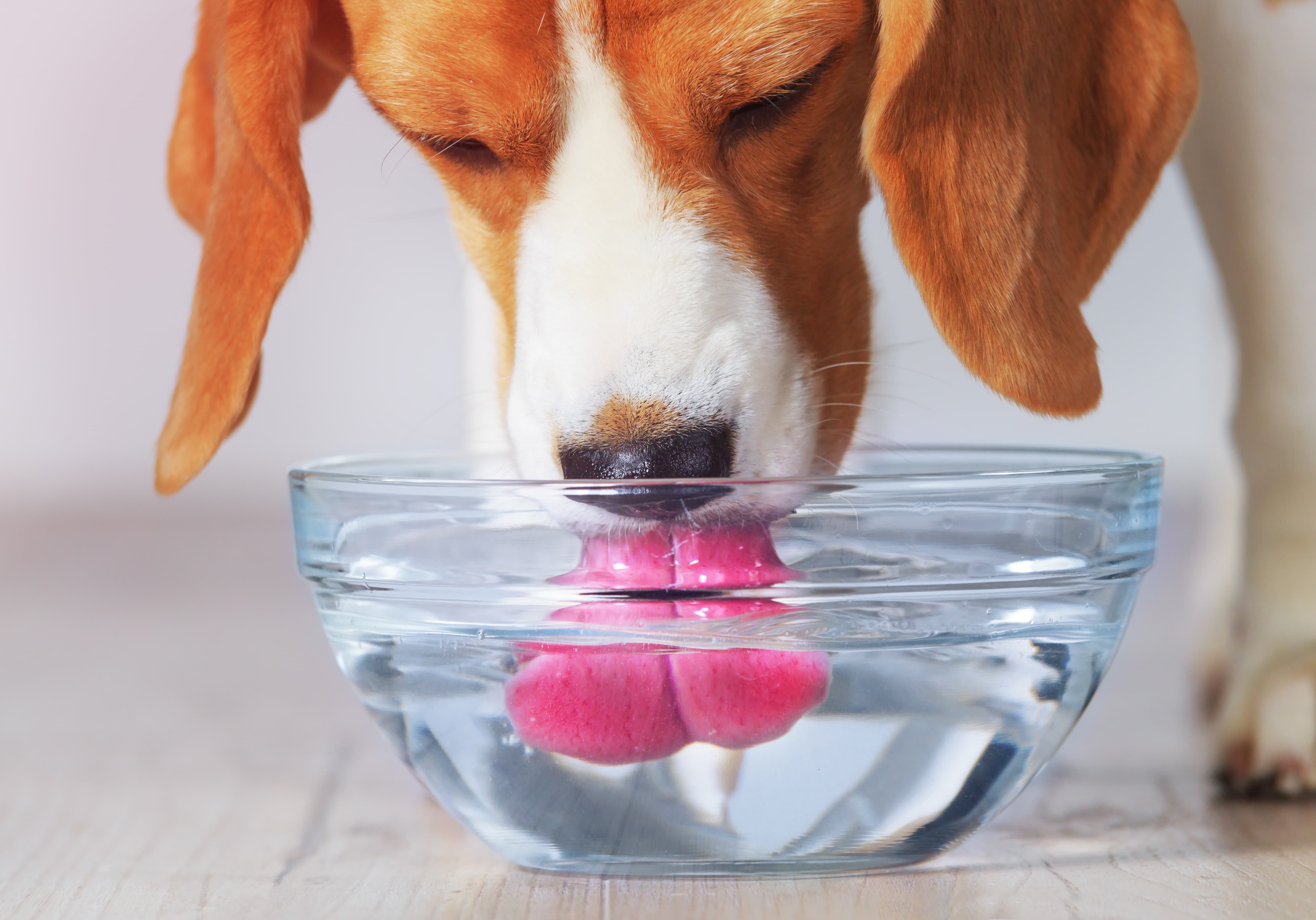 Imagem de um beagle com a cabeça abaixada, bebendo água de um pote, com a língua para fora.