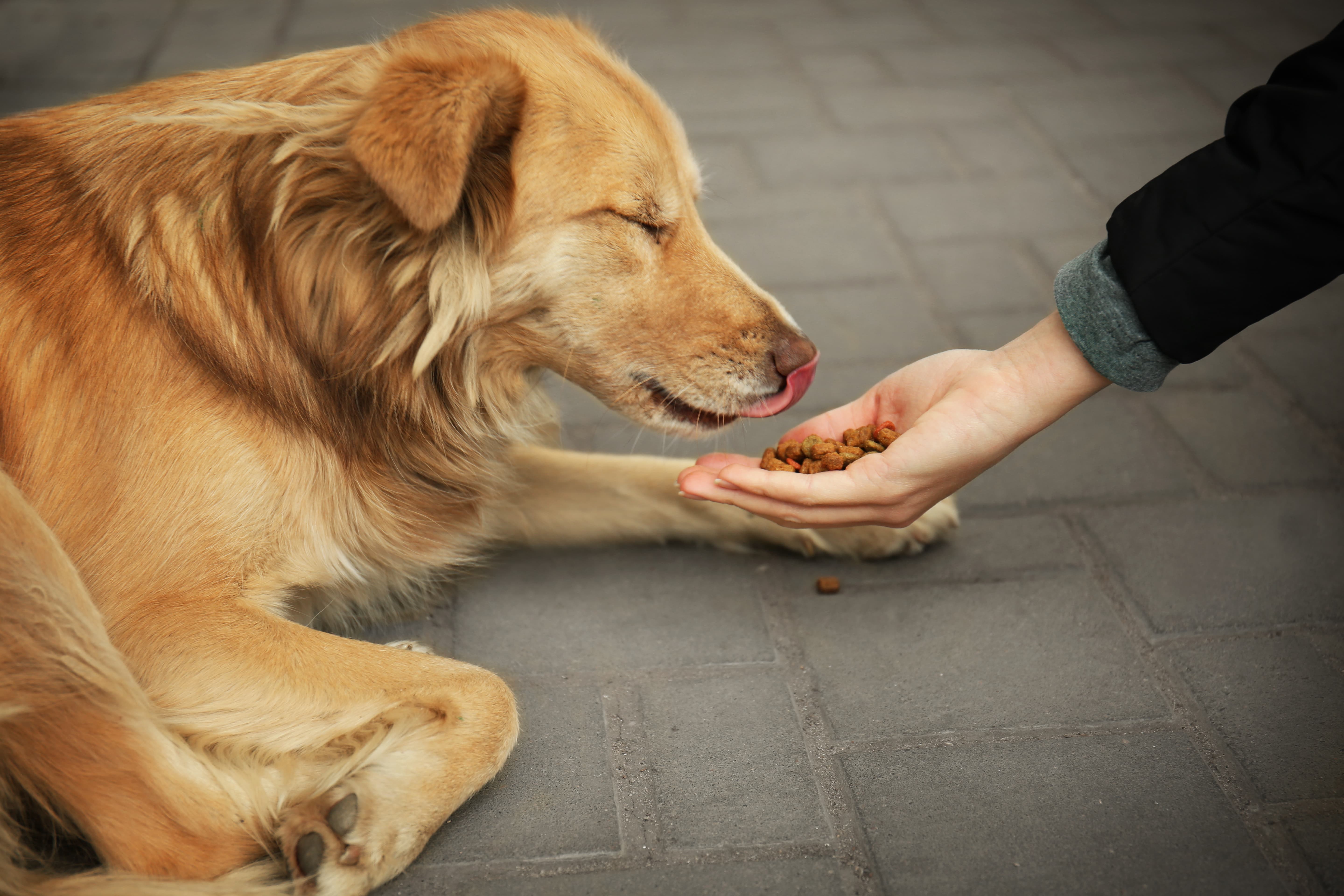  Imagem de um cachorro caramelo deitado no chão com os olhos fechados e a língua para fora, enquanto uma pessoa à sua frente oferece ração na mão.