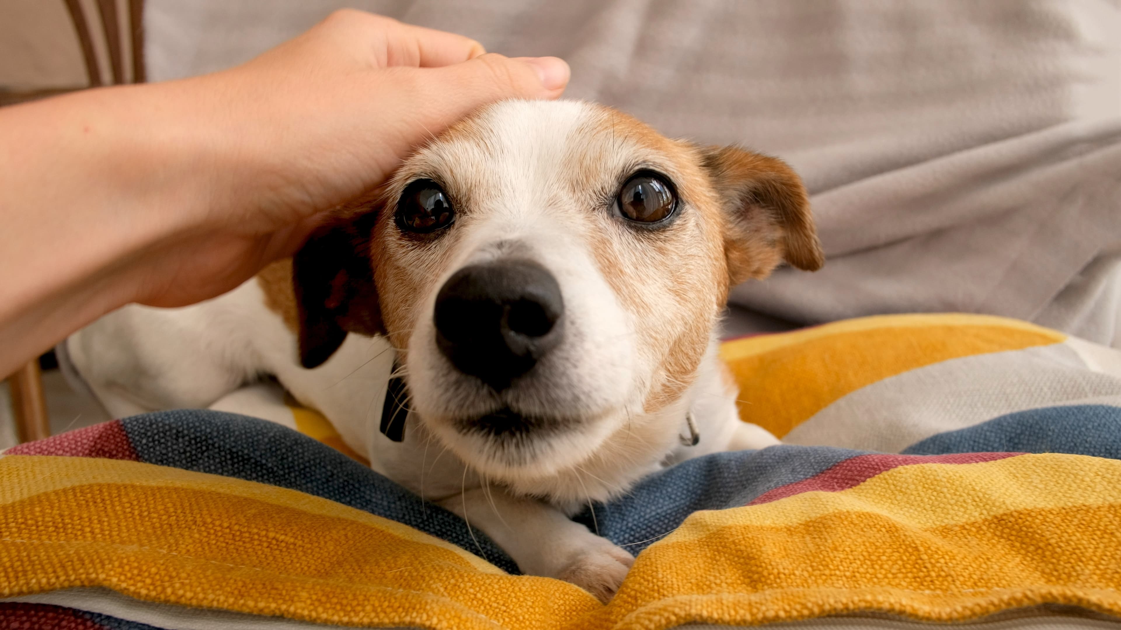 Imagem de um cachorro caramelo com manchas brancas, deitado em uma almofada colorida e recebendo carinho na cabeça do tutor.
