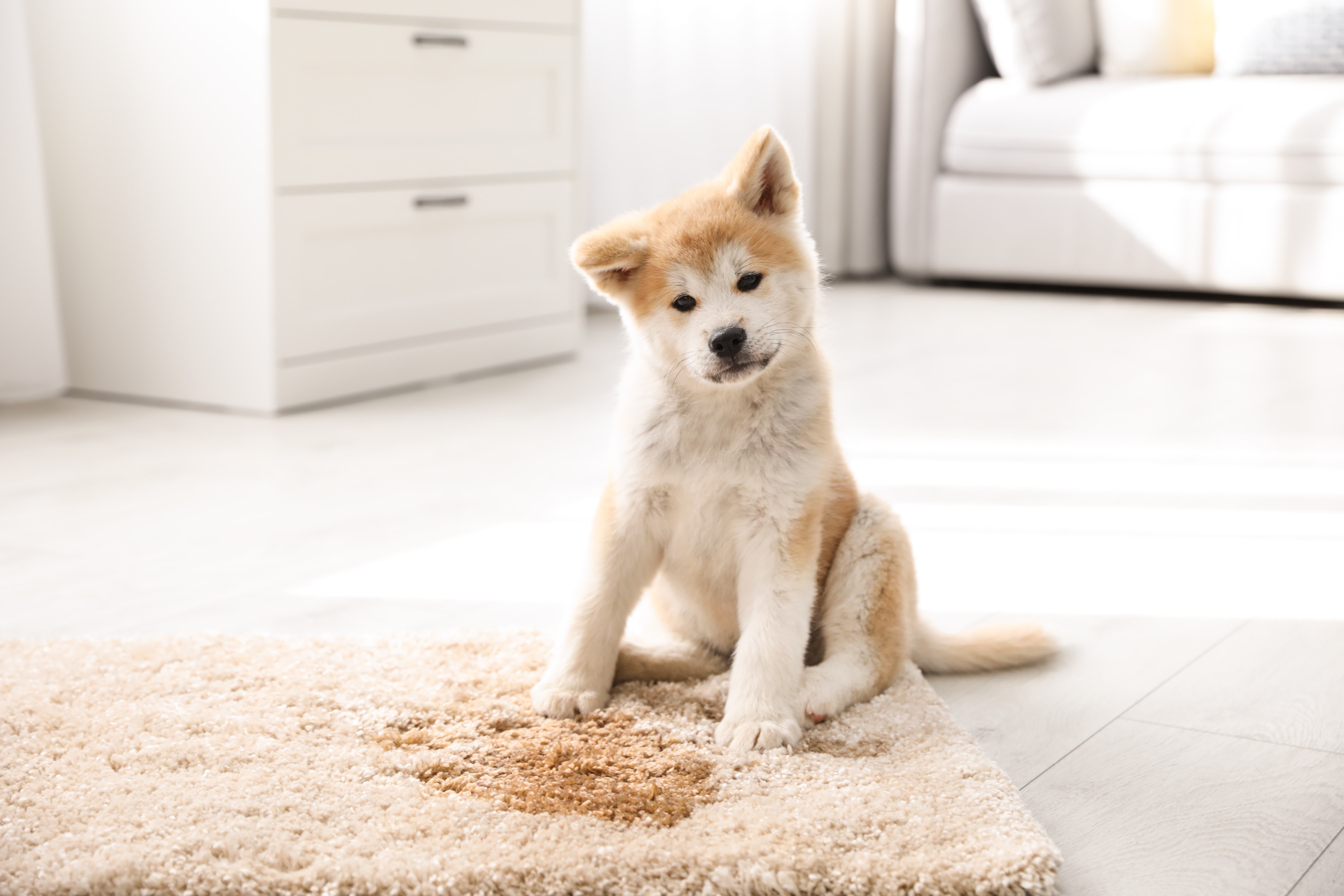 Imagem de um Akita sentado em um tapete com xixi de cachorro, com móveis ao fundo.