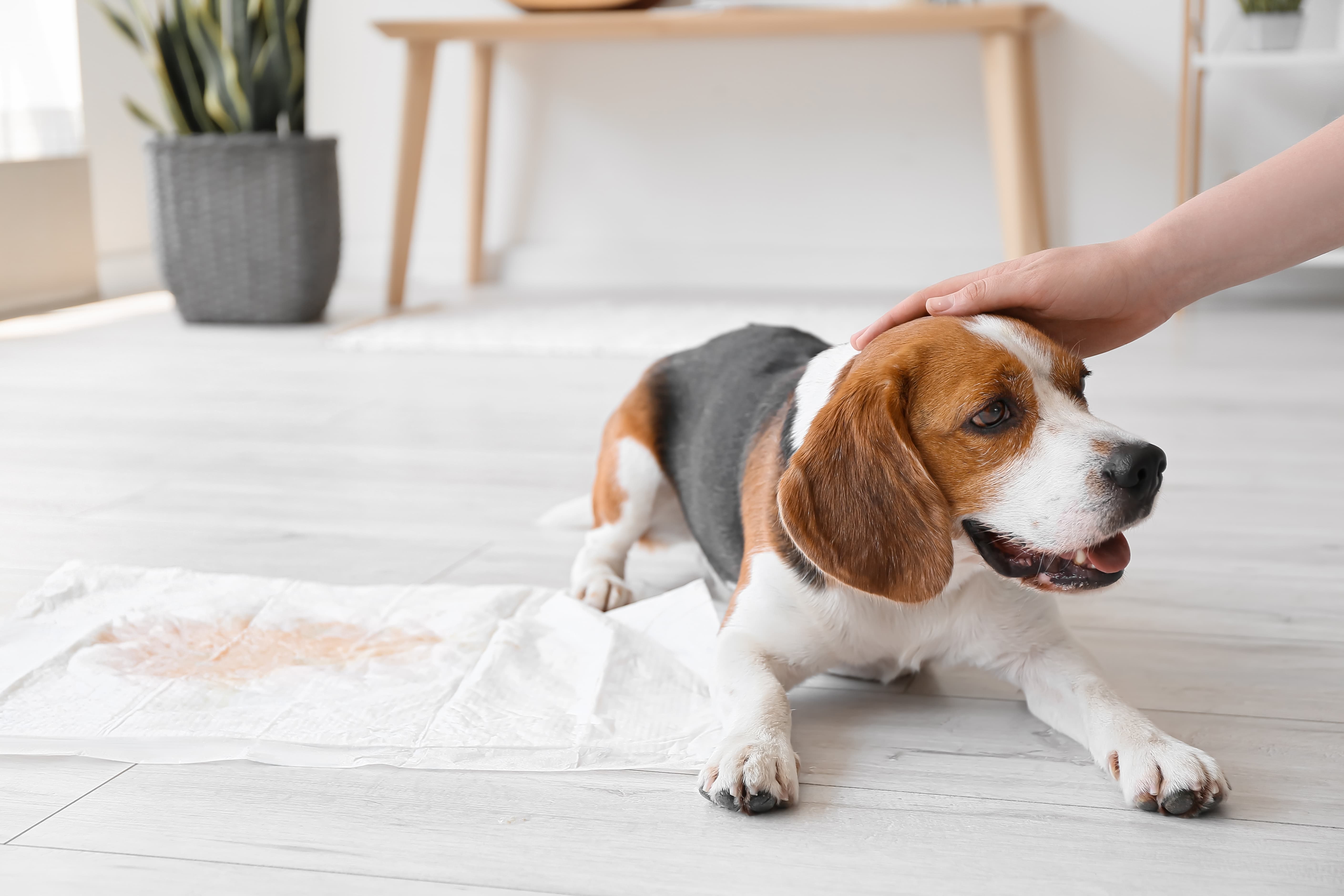Imagem de um beagle deitado no chão ao lado de um tapete higiênico pet com xixi, com um vaso e um banco ao fundo.