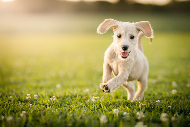 Cachorro de pelo bege com a língua de fora, correndo na grama com fundo desfocado.