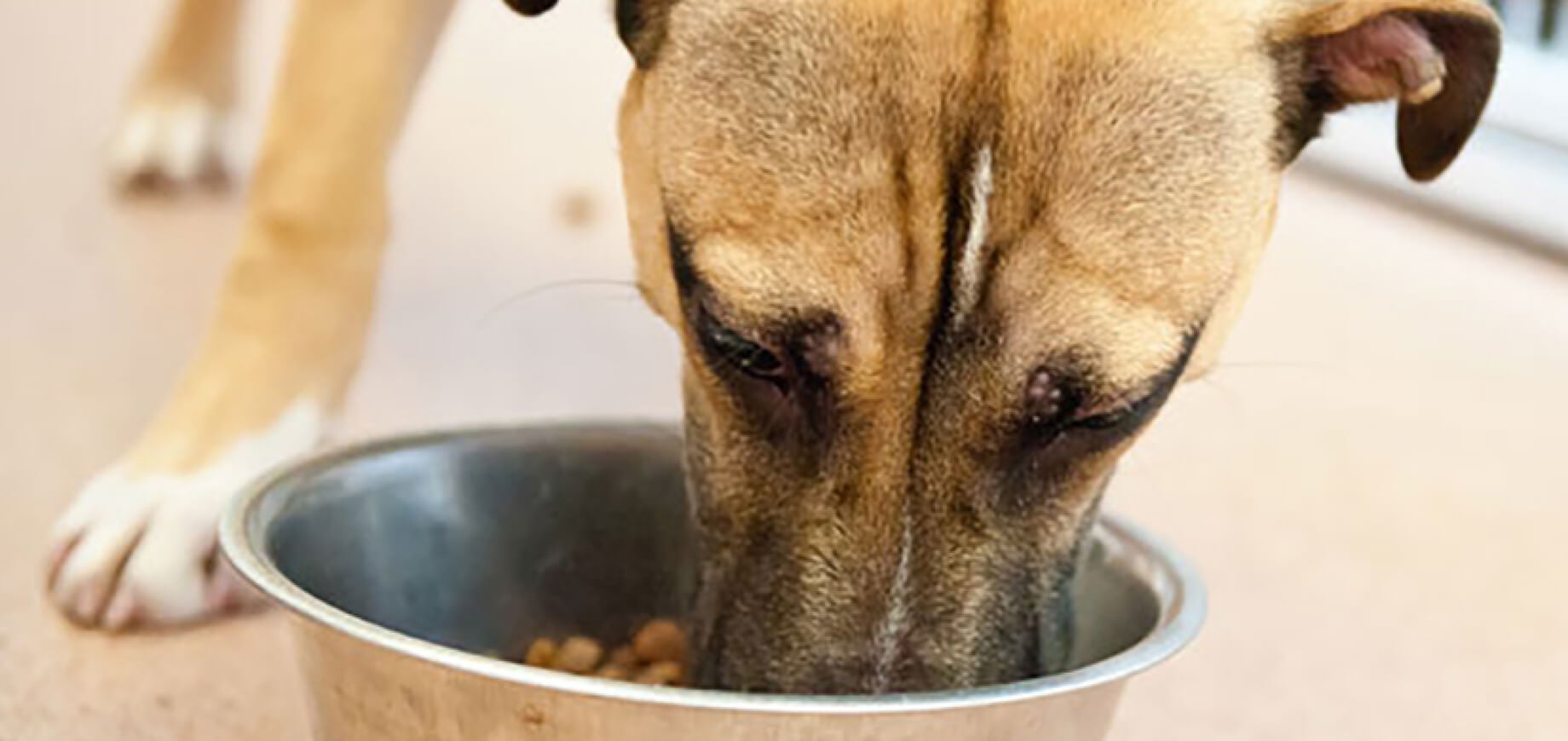 Qual é a melhor ração para os cães: seca, úmida ou misturada? 