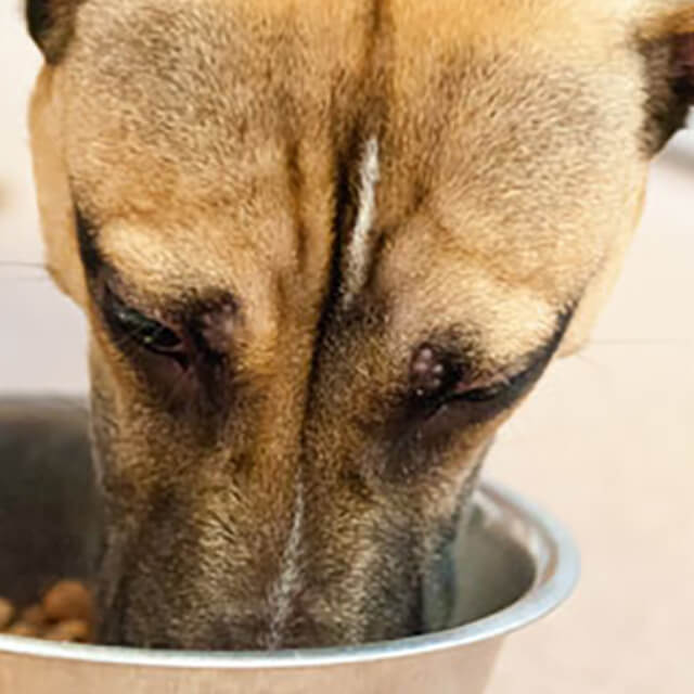 Qual é a melhor ração para os cães: seca, úmida ou misturada? 