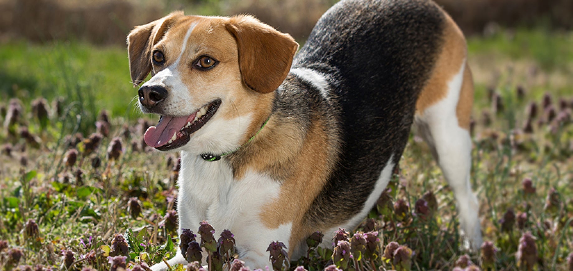 Adestramento de cães: como fazer seu cão parar de cavar o jardim
