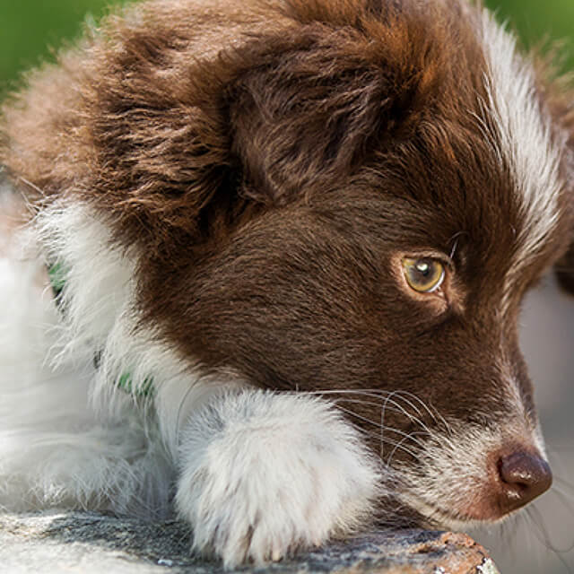 Descubra como adestrar um cachorro filhote