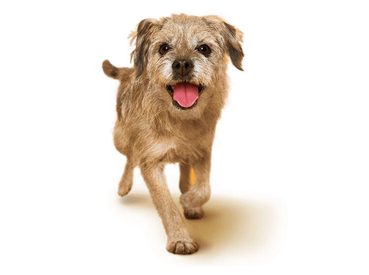 PEDIGREE® Nutrição Canina