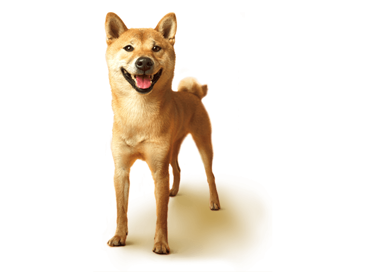 Shiba Inu