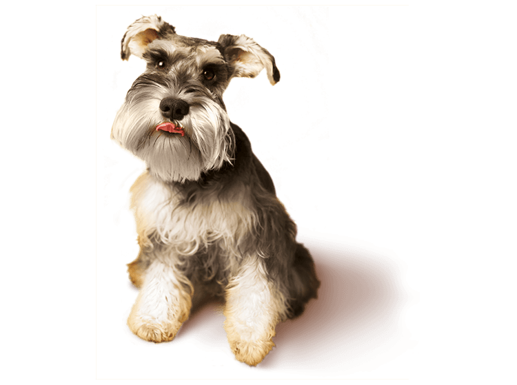Mini Schnauzer