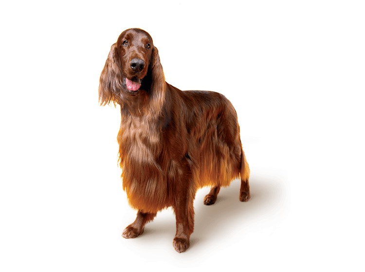 Irish Setter