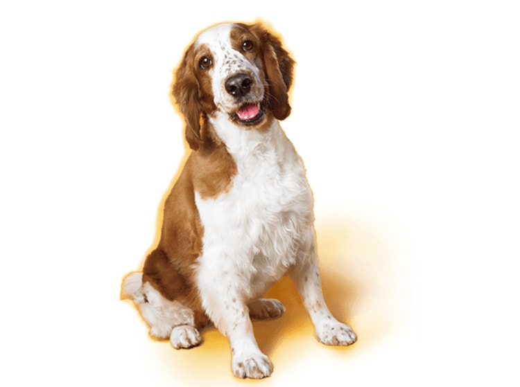 Dental Care For Dogs
