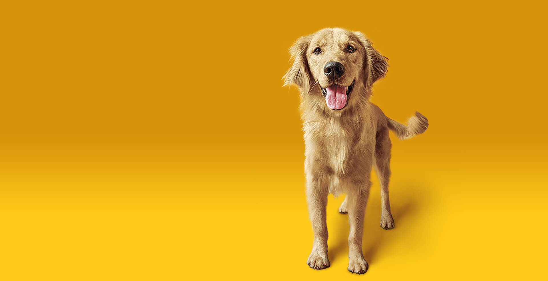 Nutrição de qualidade para cães