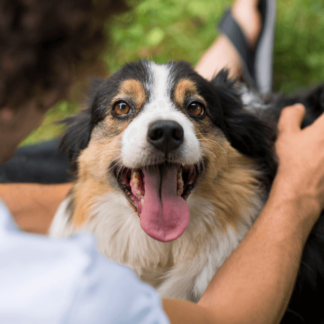 Adoção ou resgate de um cachorro abandonado