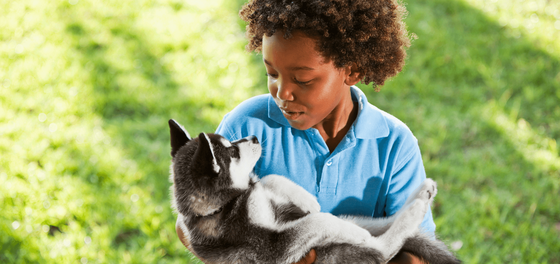 6 dicas para encontrar um bom criador