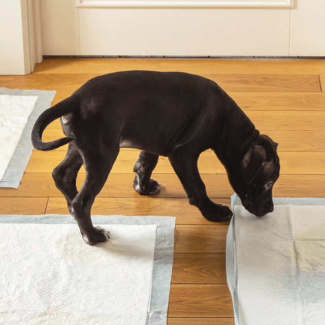 Ensinando seu cachorro a usar “o banheiro