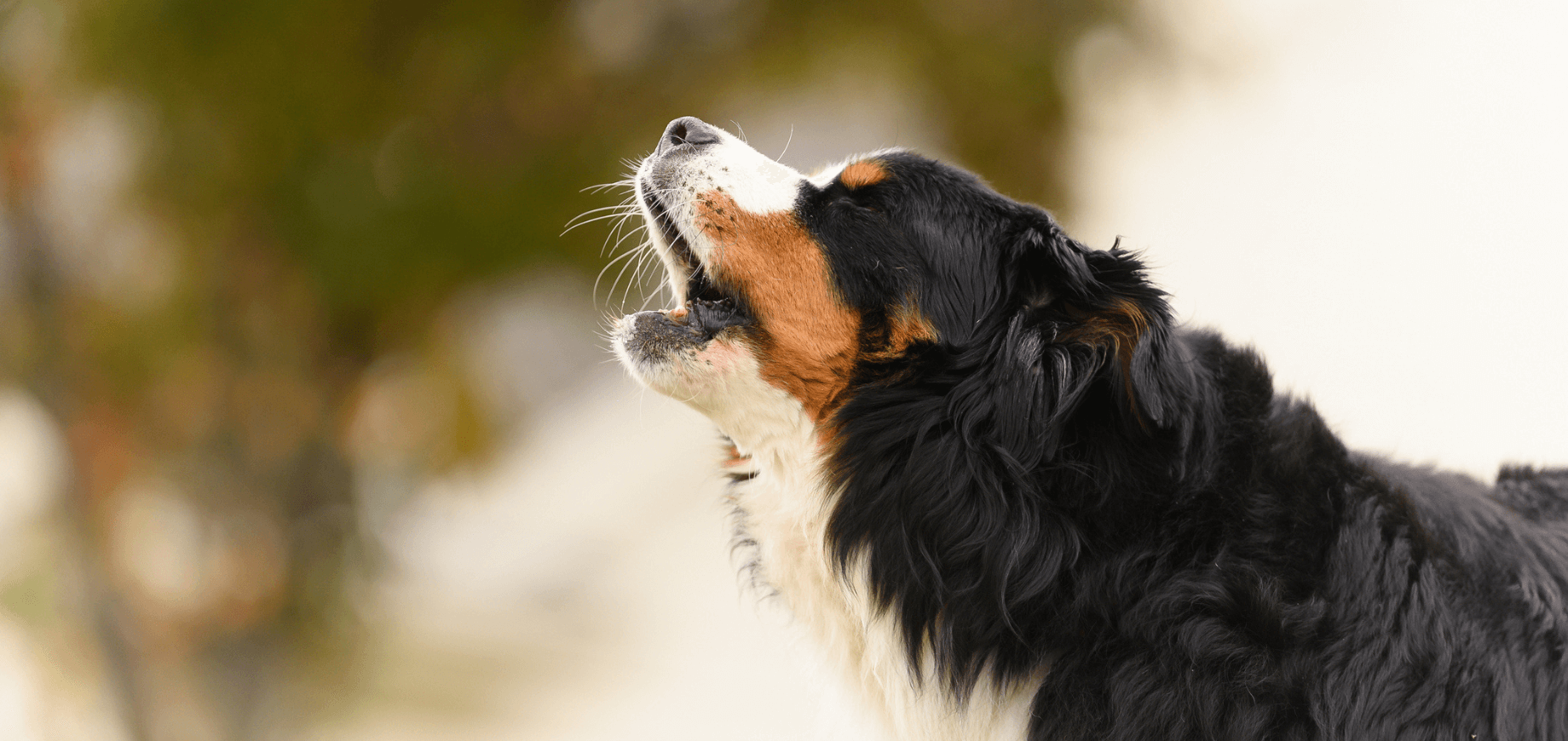 Um cachorro preto e marrom, latindo para cima. Há uma arvore ao fundo, desfocada.
