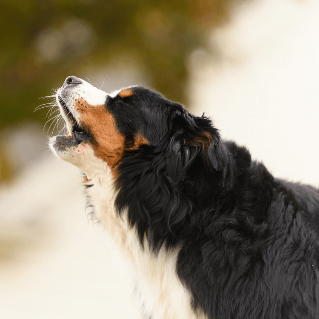 Como prevenir latidos excessivos do seu cão