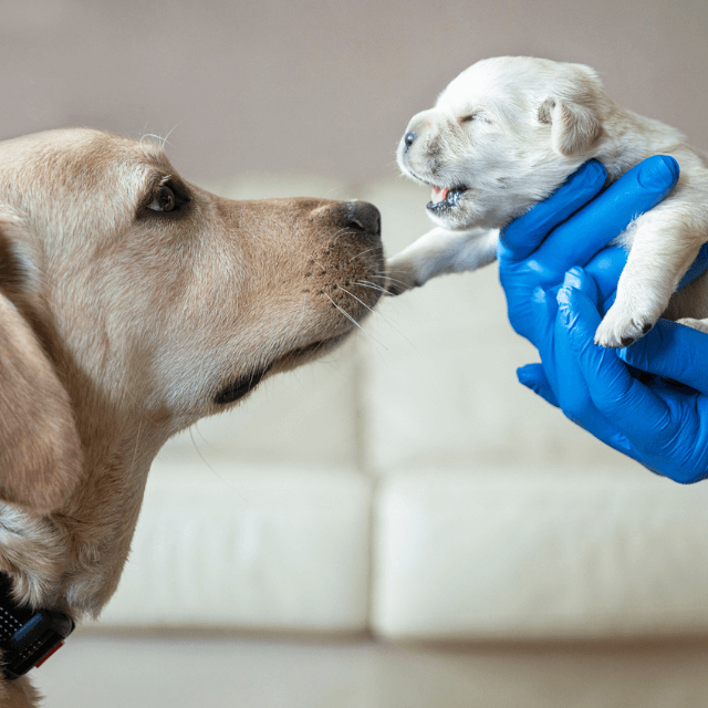 Desenvolvimento do cachorro filhote: do nascimento até 12 semanas