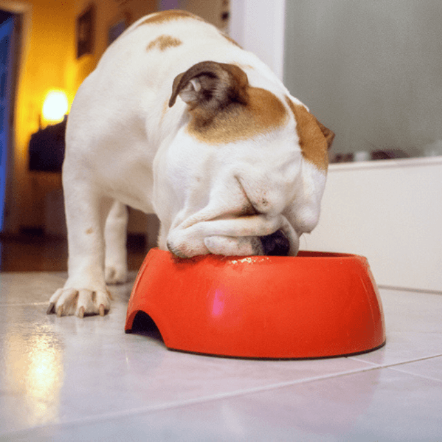 Nutrientes que precisam estar na alimentação dos cachorros