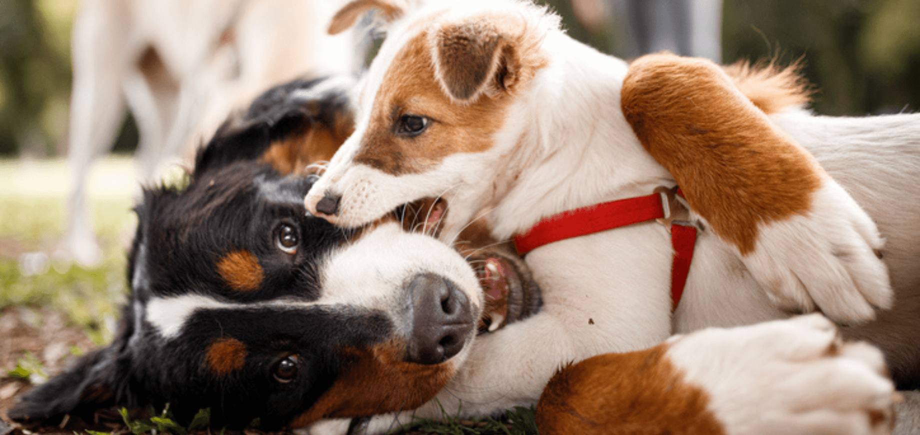 O que esperar de seu cão adolescente