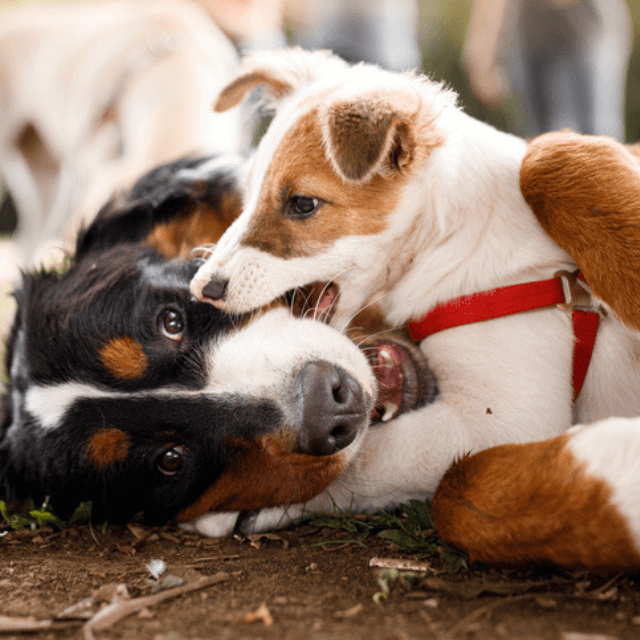 O que esperar de seu cão adolescente