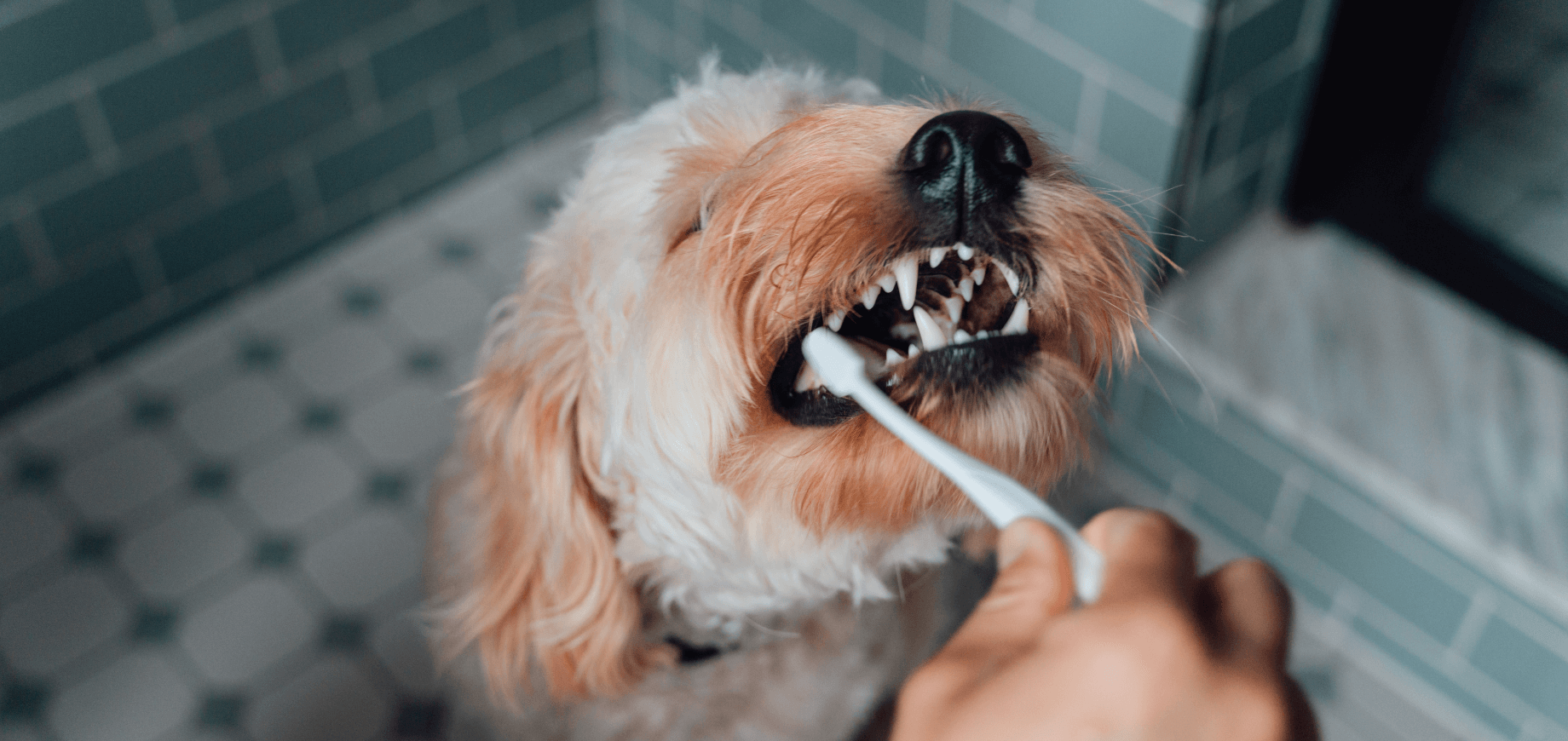 Oral Care: prevenção a doenças dentárias