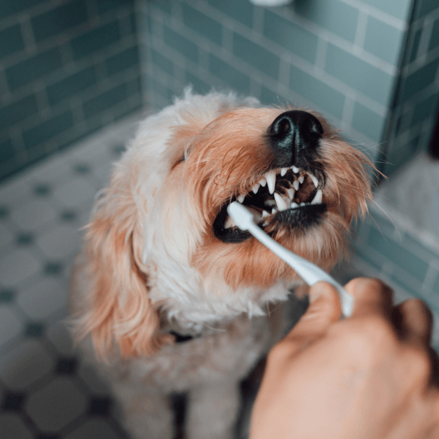 Oral Care: prevenção a doenças dentárias