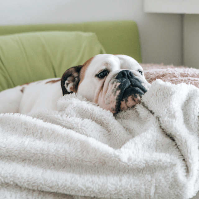 8 sinais de que seu cachorro está doente