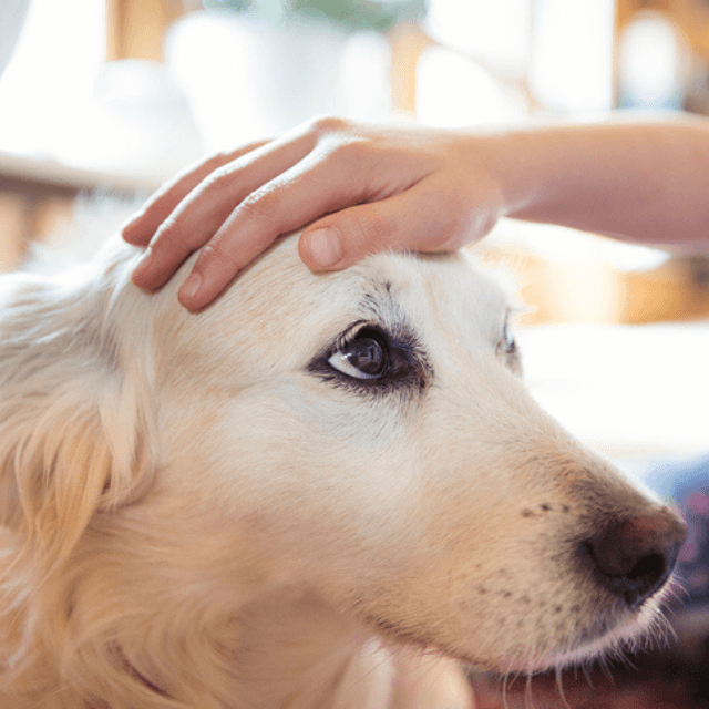 Treinamento para cachorros: parte 1