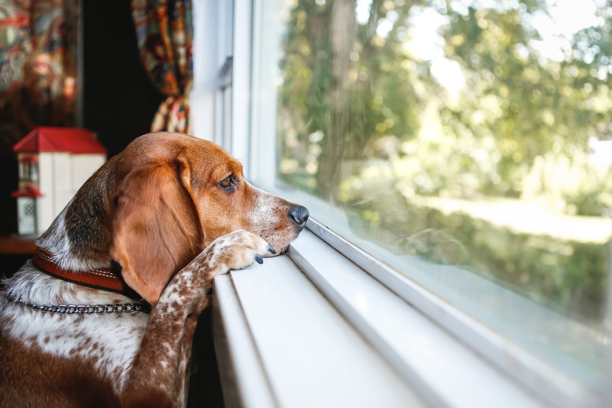 Um cachorro de pelo caramelo e manchas brancas olhando pela janela e fundo desfocado