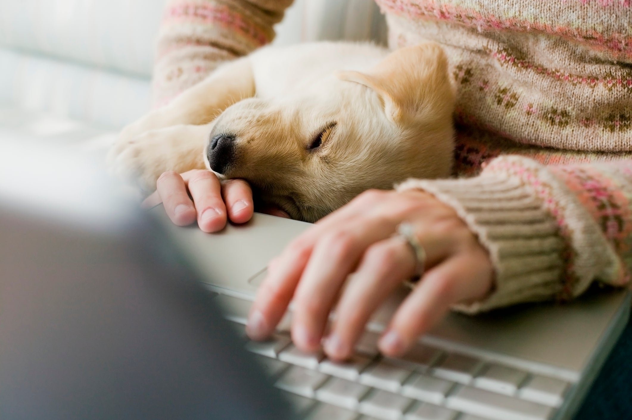 Um cão de pelo claro, deitado no colo da sua tutora enquanto ela usa um notebook.