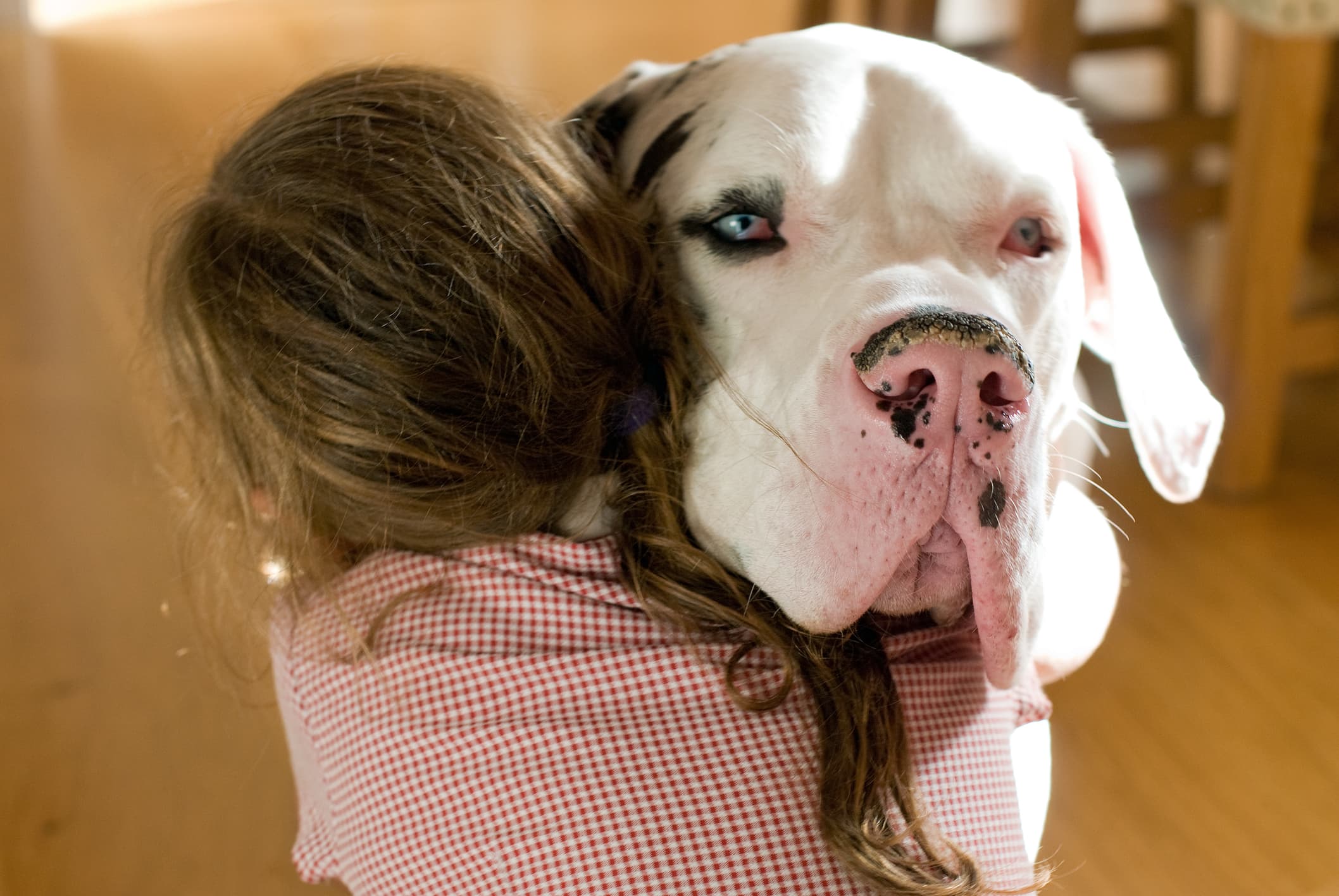 Uma criança abraçando um cachorro de pelo branco da raça Dogue Alemão.