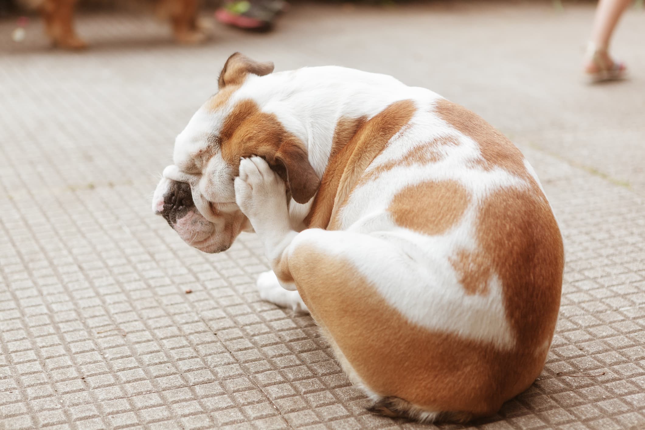 Um cachorro de pelo branco e manchas caramelo sentado no chão com a pata de trás coçando a cabeça em fundo desfocado.