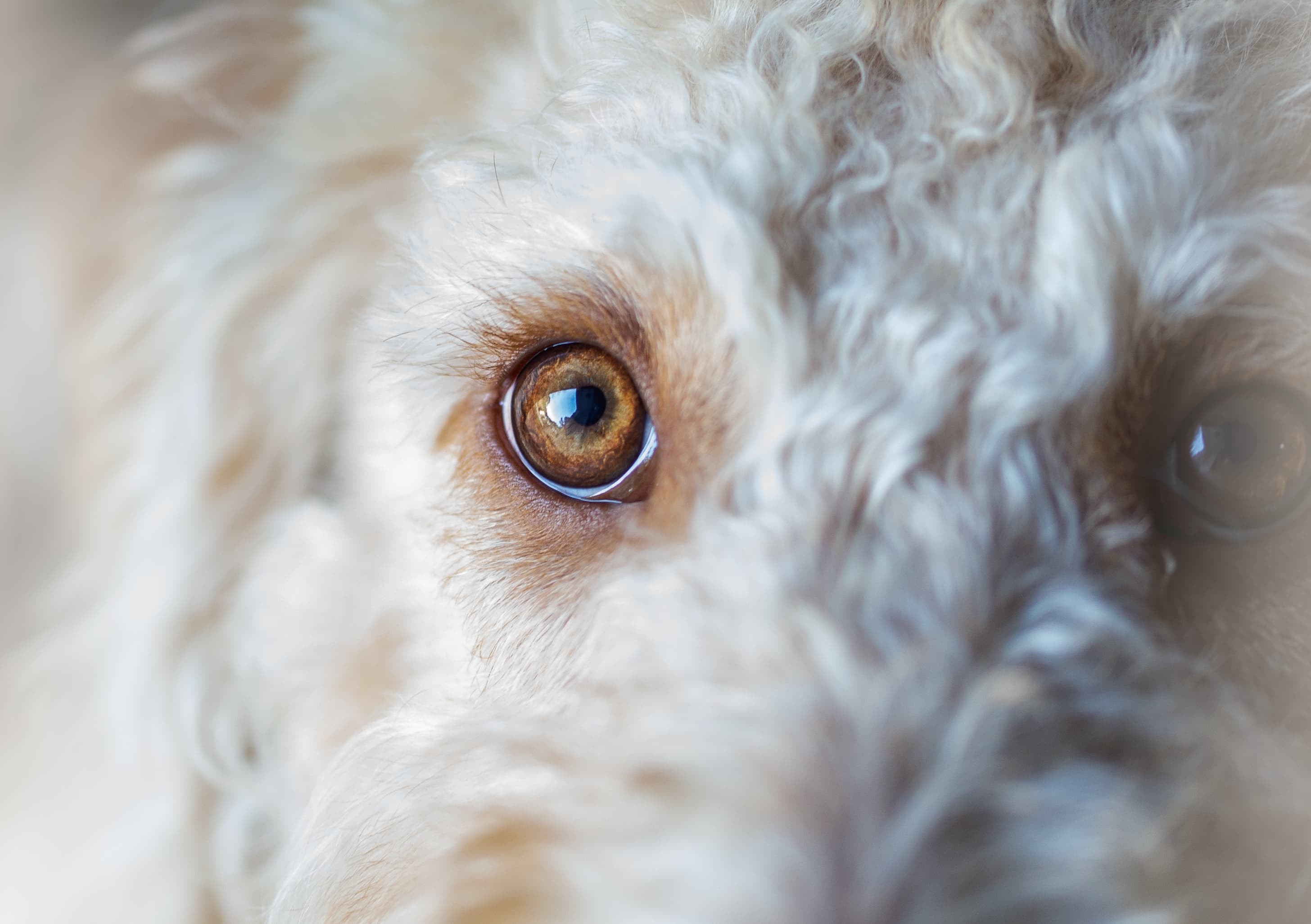 Rosto de um cão de pelo branco e olhos cor marrom, em volta dos olhos uma macha de mesma cor indicando lágrima ácida.