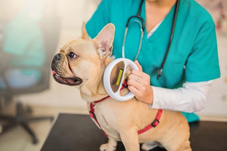 Cachorro de pelo bege com guia vermelha sendo examinado por uma veterinária de uniforme verde água