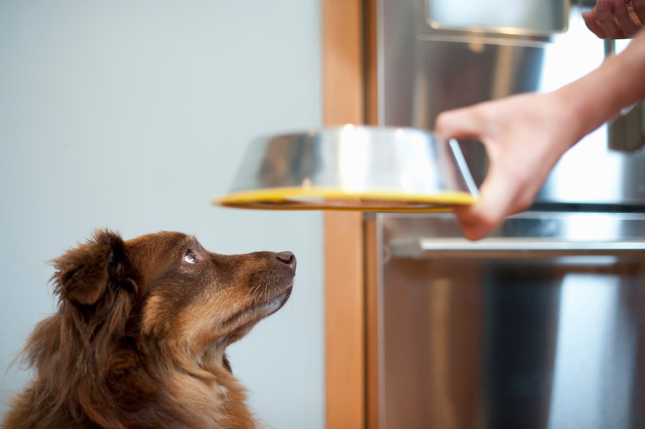 um cachorro de pelo marrom olhando fixamente para o tutor que segura a vasilha de ração em inox em fundo desfocado