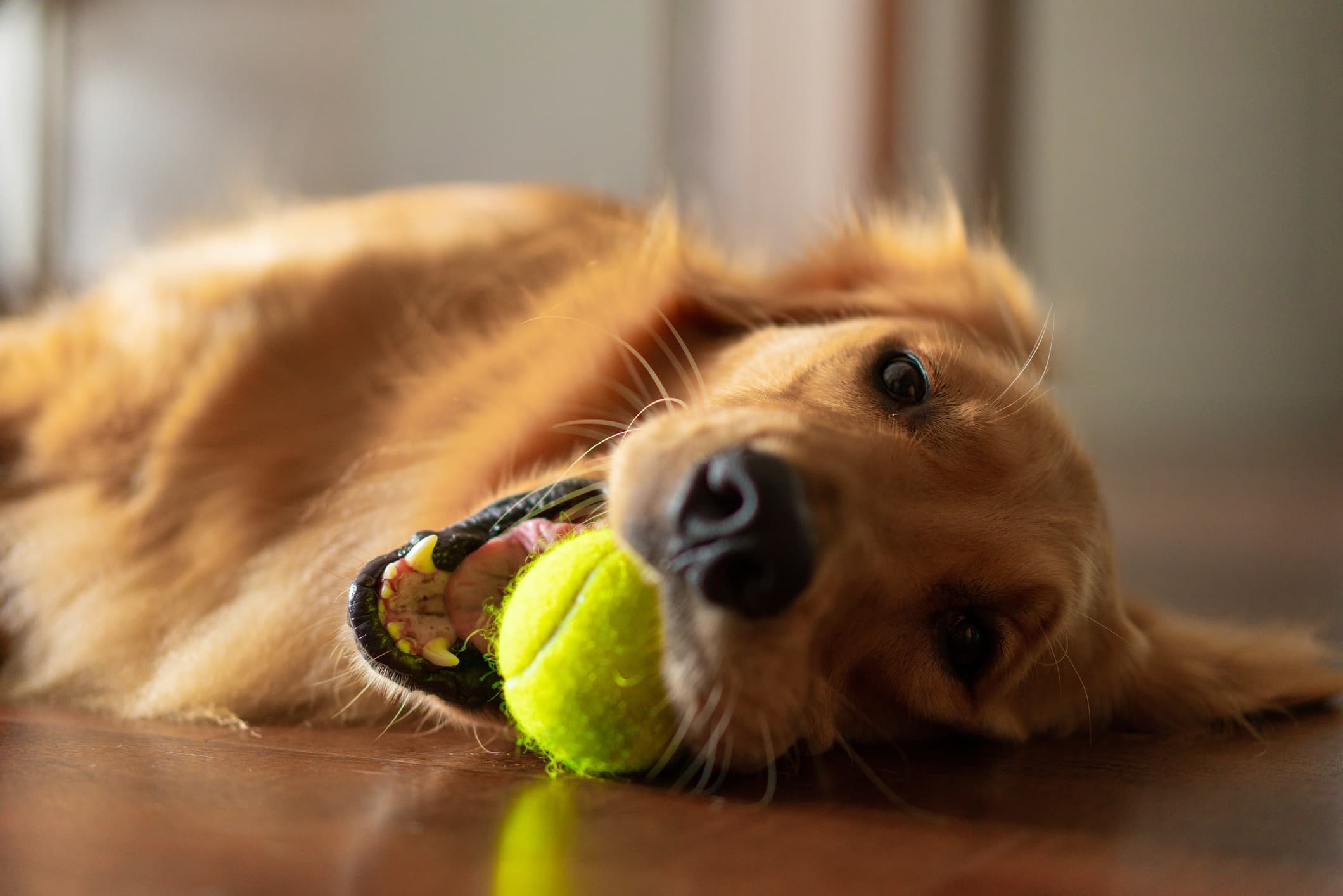 Um cachorro da raça golden retriever deitado no chão segurando na boca uma bolinha de tênis amarela.