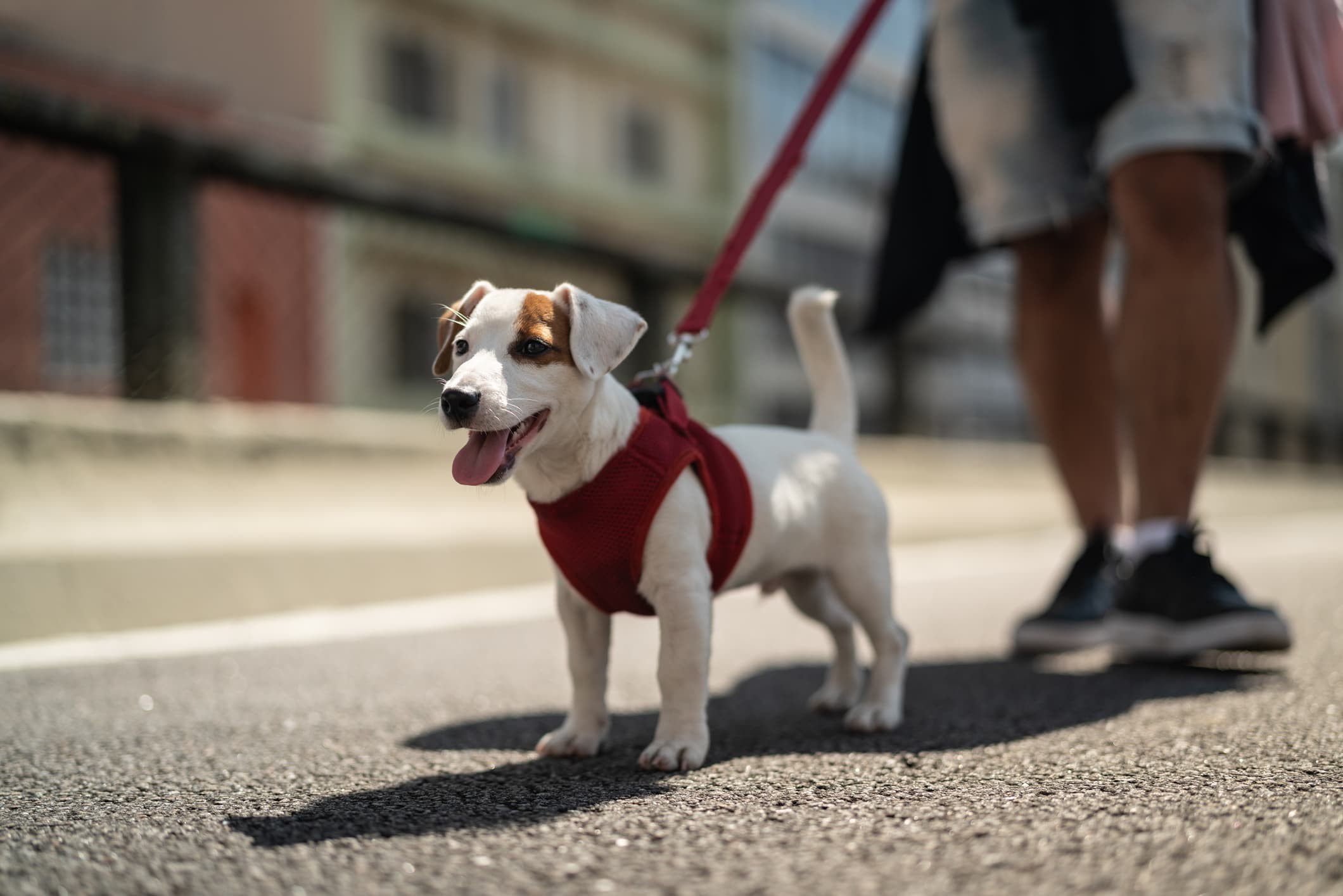 um cão de pelo branco e manchas marrom usando uma guia na cor vermelha passeando com o tutor na rua e fundo desfocado.