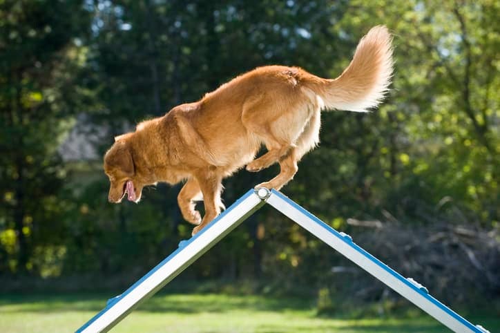 Cachorro médio de pelo bege, descendo um obstáculo fixado no chão com um fundo de floresta desfocado.