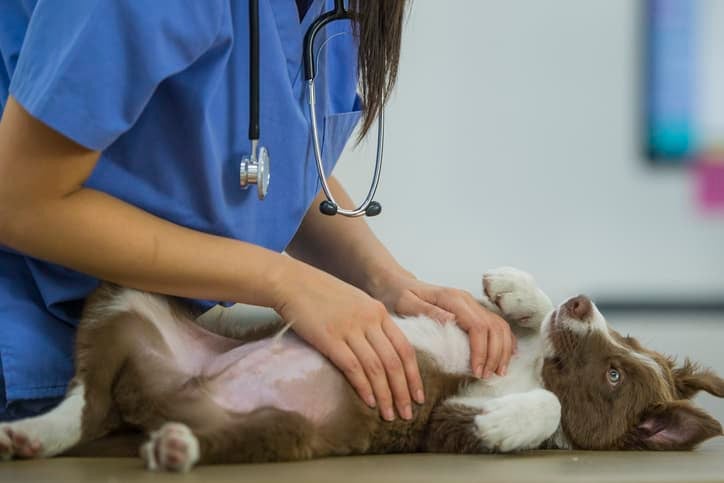 Uma veterinária de cabelo preto e longo com um estetoscópio em volta do pescoço usando uniforme azul examina um cão de pelo marrom e branco e olhos azuis deitado sob uma mesa bege e fundo desfocado.