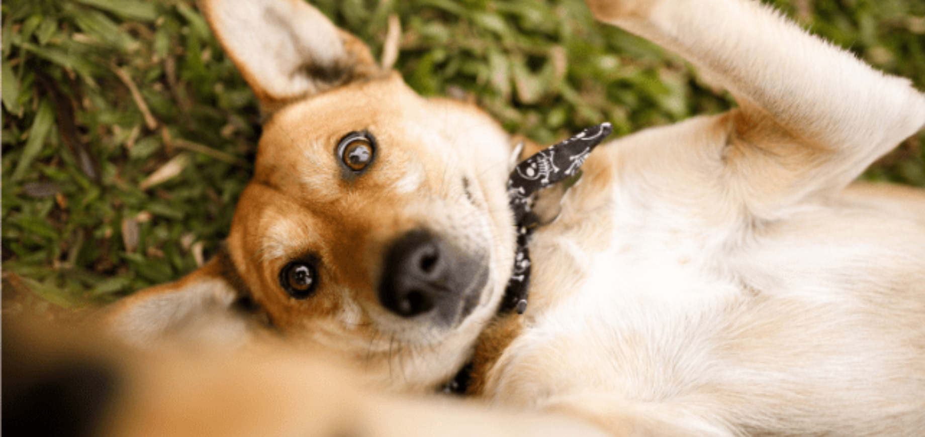 Mitos e verdades sobre cachorros sem raça