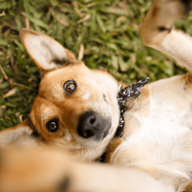 Cães vira-latas: mitos e verdades sobre cachorros sem raça