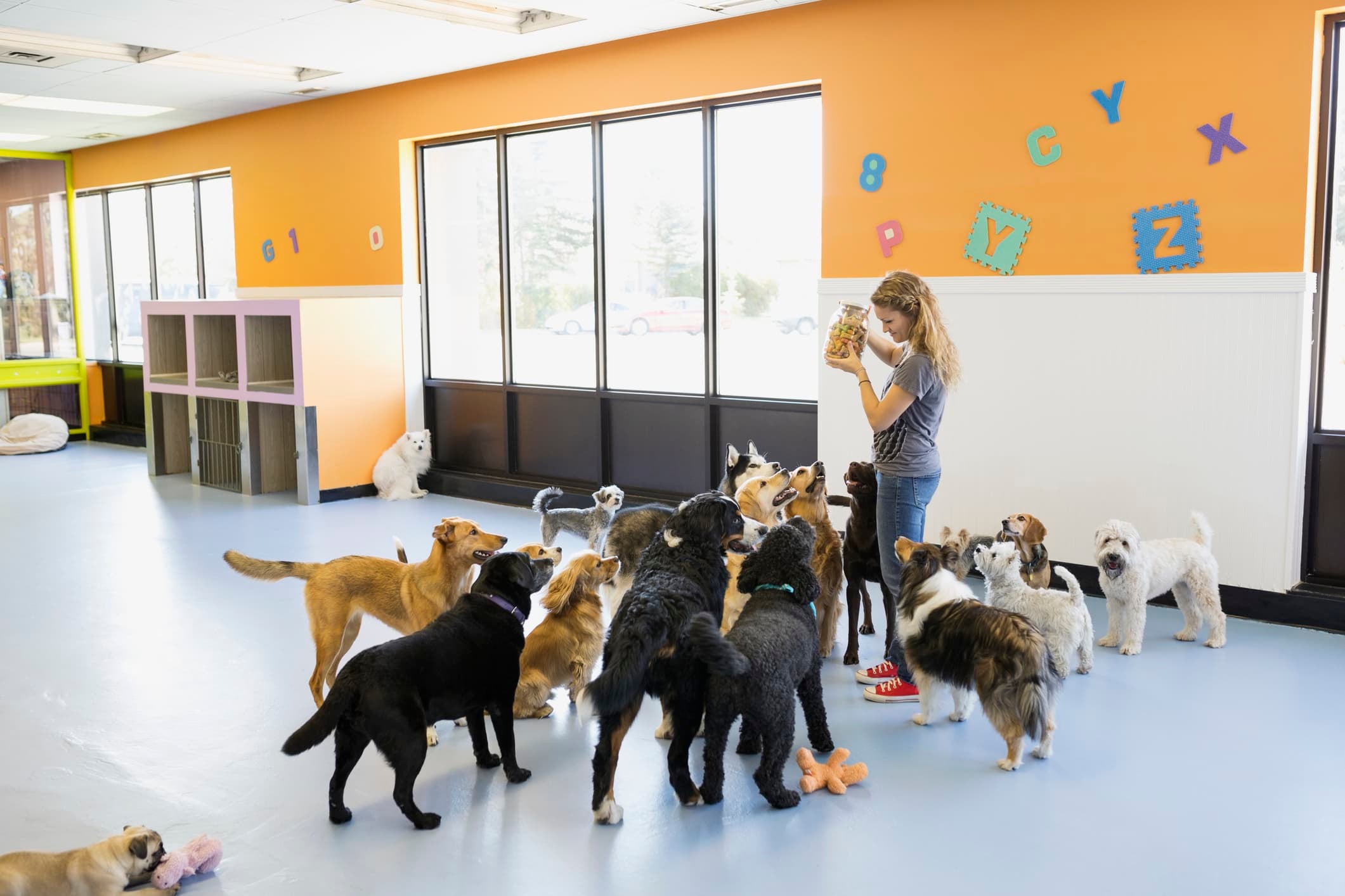 Um espaço amplo com vários cachorros e uma mulher segurando um pote de pestiscos ao fundo uma parede laranja e portas de vidro.