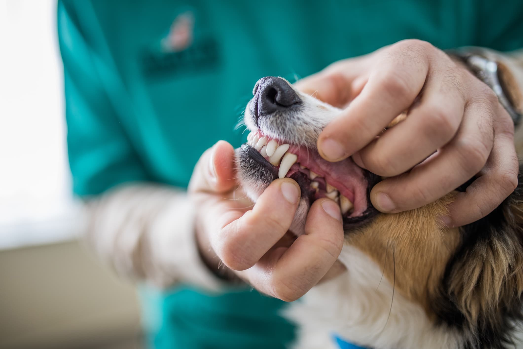 Um veterinário examinando os dentes de um cachorro de pelo caramelo e branco.