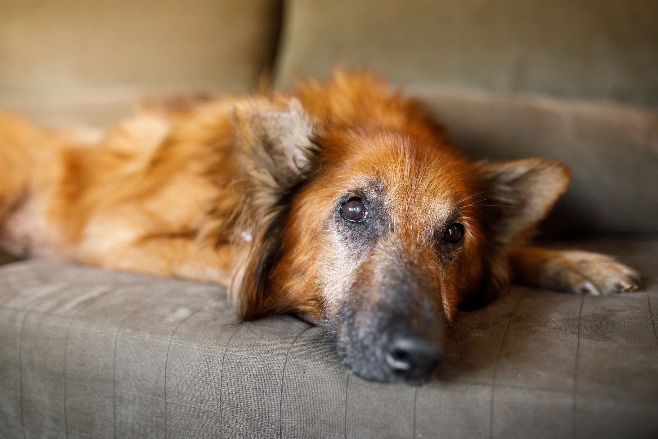 Um cão de pelo marrom com alguns pelos brancos aparentando ser idoso deitado em um sofá marrom em fundo desfocado.