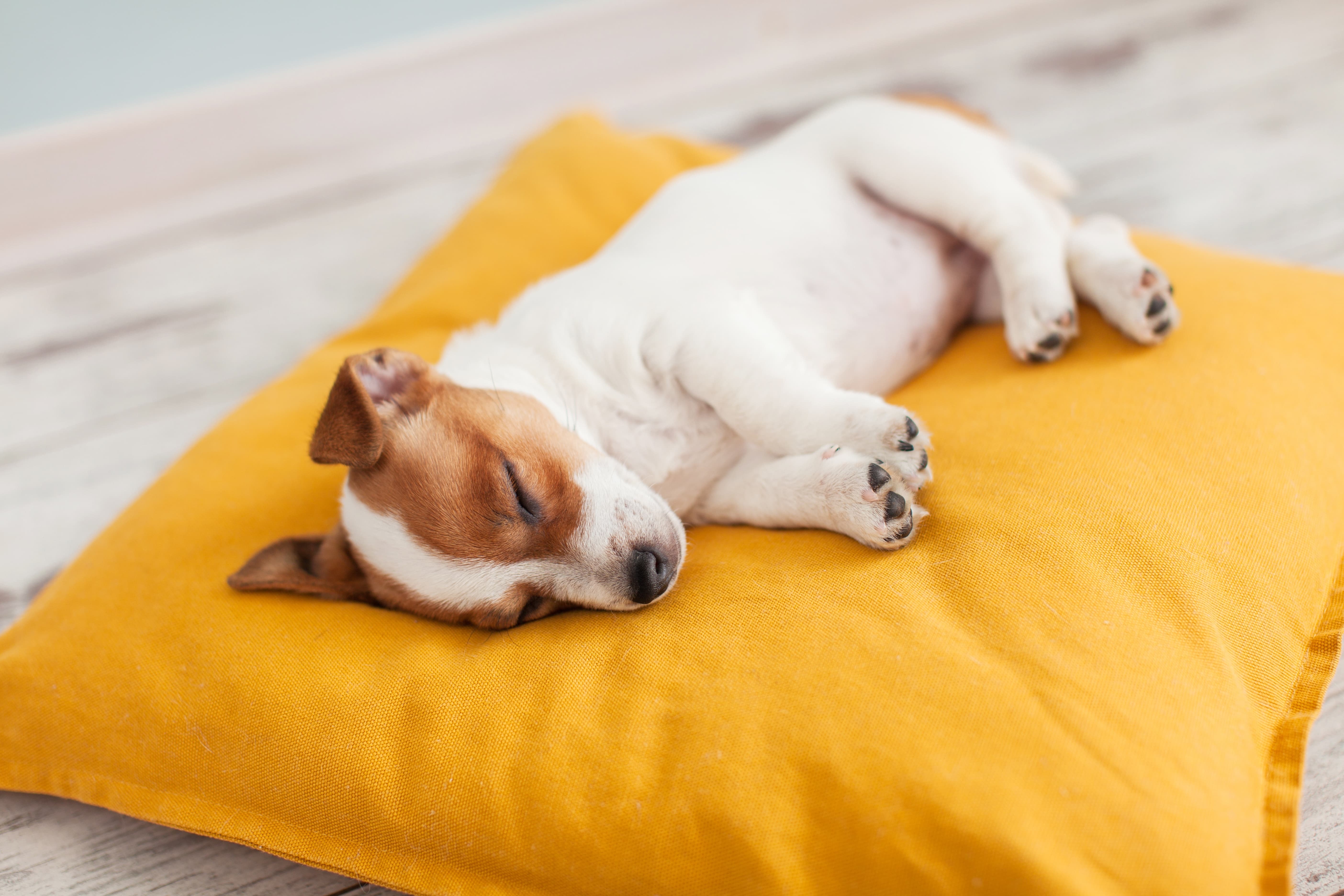 imagem de um cachorro marrom e branco dormindo em uma almofada rosa com tutor e uma criança no celular desfocados de fundo.